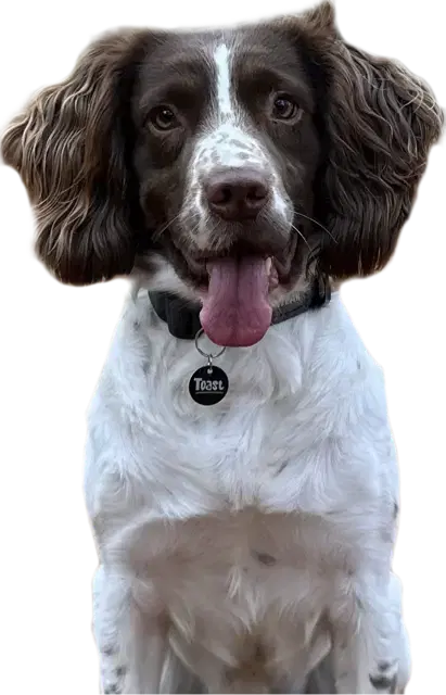 Toast the Springer Spaniel wearing a Toast Pet Tag
